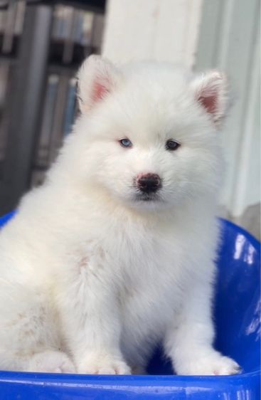 Siberian husky รูปที่ 5