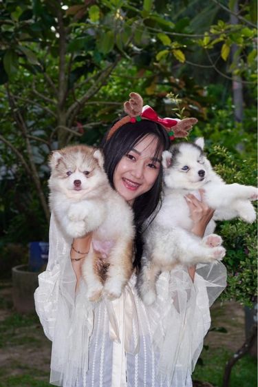 ไซบีเรียน ฮัสกี้ (Siberian Husky) เล็ก Siberian husky