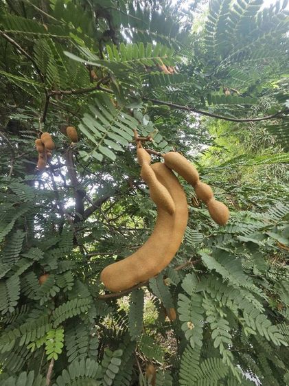 ใช่ ที่ดินสวนส้มบางบอนเก่าซอยเอกชัย 69 ติดคลอง 4 บาทหลังเซนทรัลพระราม 2  รูปที่ 2