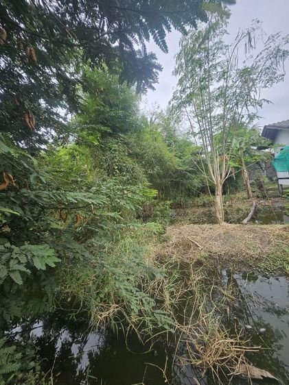 ใช่ ที่ดินสวนส้มบางบอนเก่าซอยเอกชัย 69 ติดคลอง 4 บาทหลังเซนทรัลพระราม 2  รูปที่ 4