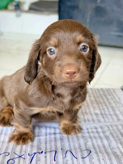 ดัชชุน (Dachshund) เล็ก ดัชชุนขนยาว