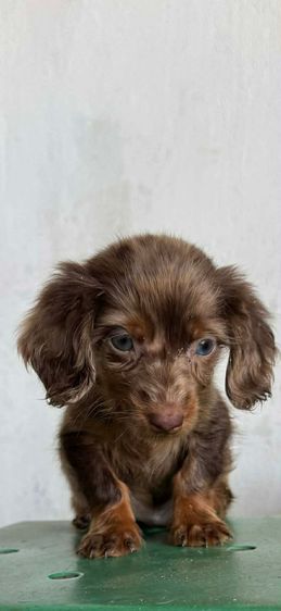 ดัชชุนขนยาว รูปที่ 3