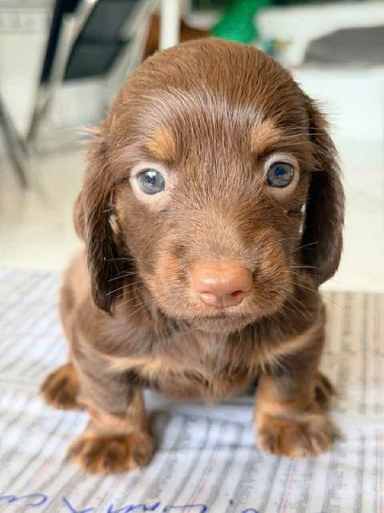 ดัชชุนขนยาว รูปที่ 2