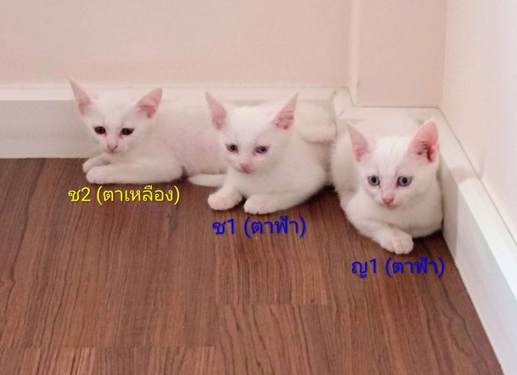 สก็อตติช โฟลด์ (Scottish Fold) สก๊อตติซ พร้อมย้าย