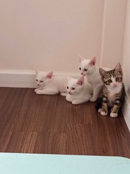 สก๊อตติซ พร้อมย้าย รูปที่ 2