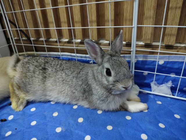 กระต่าย พันธุ์ ND