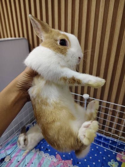 กระต่าย พันธุ์ ND รูปที่ 2