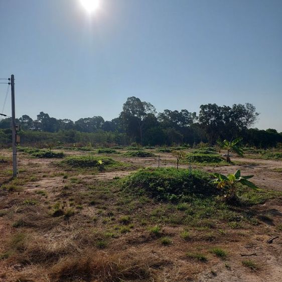 ใช่ ขายสวนทุเรียน3ไร่2งาน15ตรว. รูปที่ 2