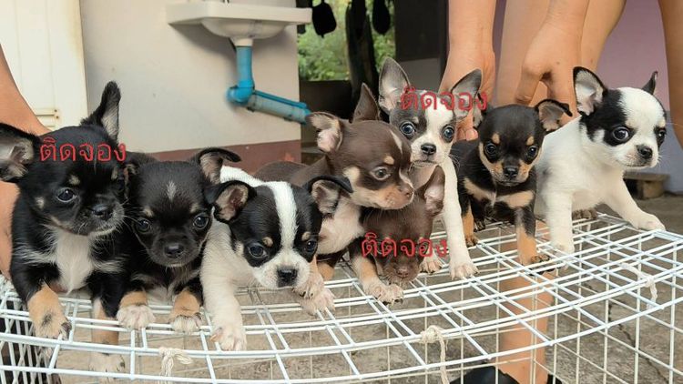 ชิวาวาชาย  รูปที่ 2