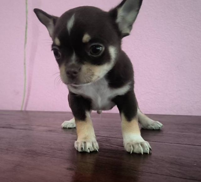 ชิวาวาชาย 