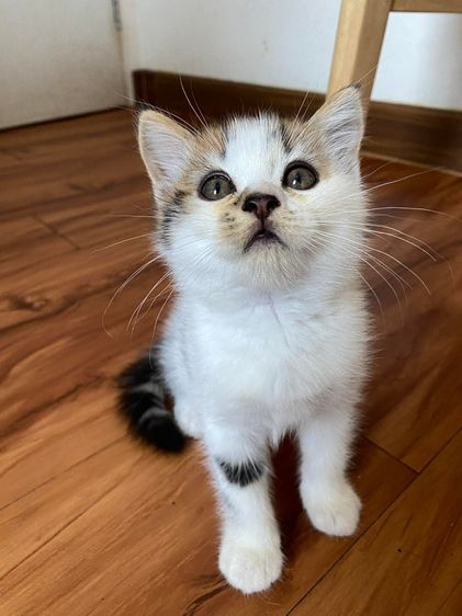 สก็อตติช โฟลด์ (Scottish Fold) น้องแมวสก๊อตติช