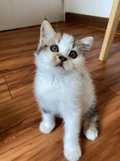 น้องแมวสก๊อตติช รูปที่ 3