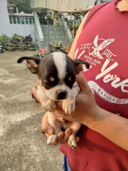 ชิวาวาชาย รูปที่ 3