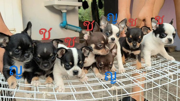 ชิวาวาชาย รูปที่ 2