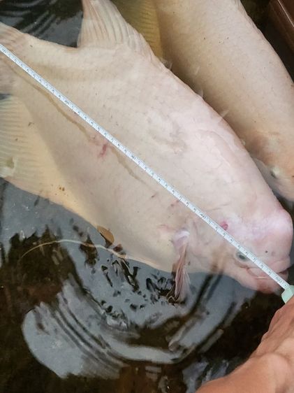 ปลาแรดเผือก รูปที่ 7