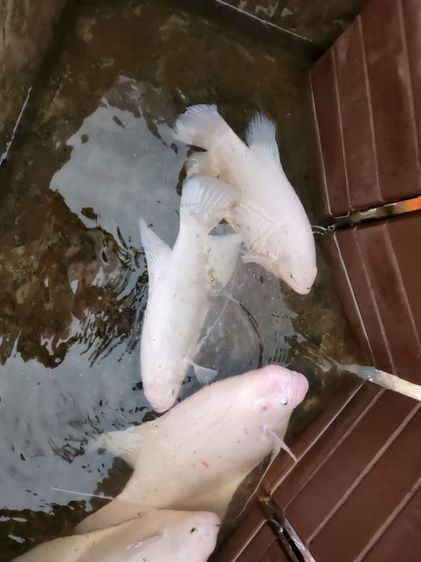 ปลาแรดเผือก รูปที่ 3