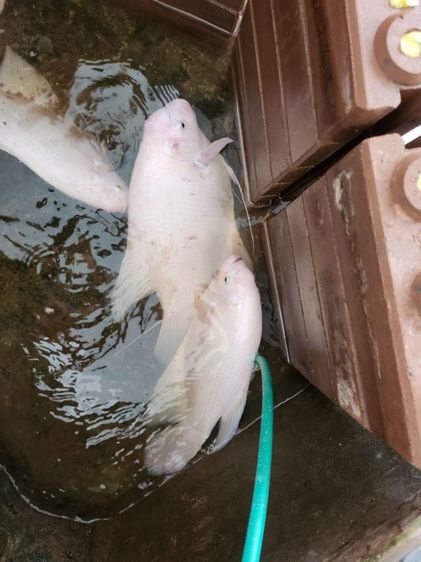 ปลาแรดเผือก รูปที่ 2