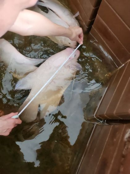 ปลาแรดเผือก รูปที่ 8