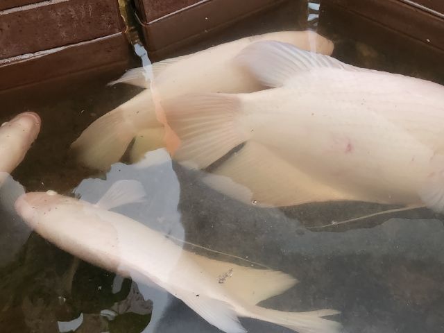 ปลาแรดเผือก รูปที่ 12