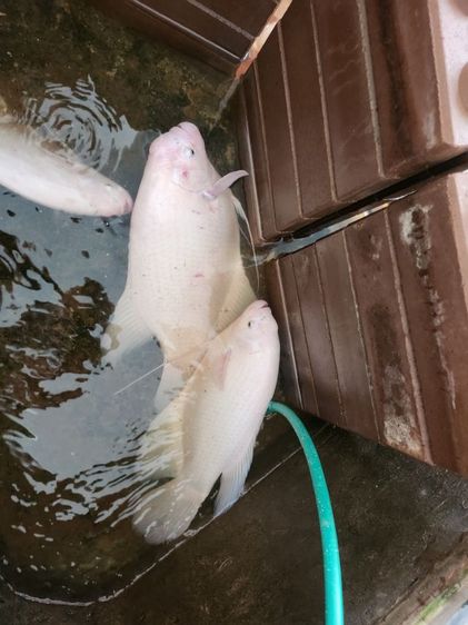 ปลาแรดเผือก รูปที่ 5