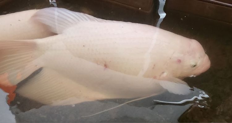 อื่นๆ ปลาแรดเผือก