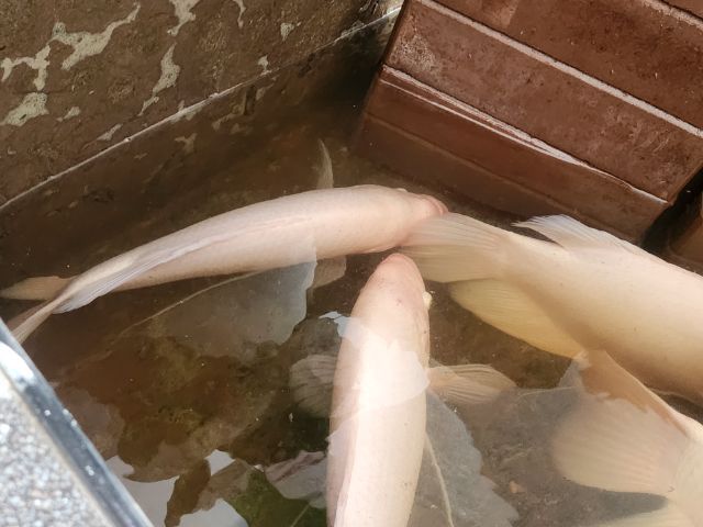 ปลาแรดเผือก รูปที่ 11