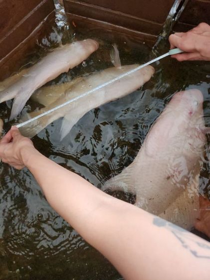 ปลาแรดเผือก รูปที่ 10