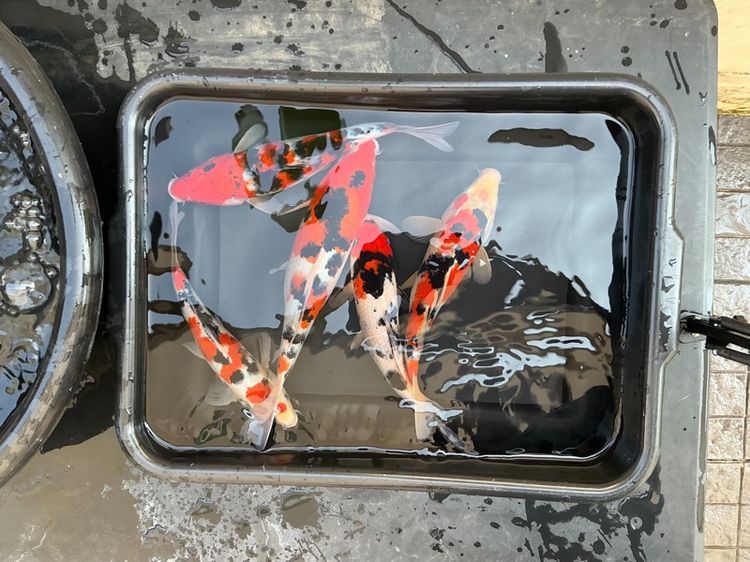 ปลาคราฟ3สี ยกชุด 5 ตัว รูปที่ 3