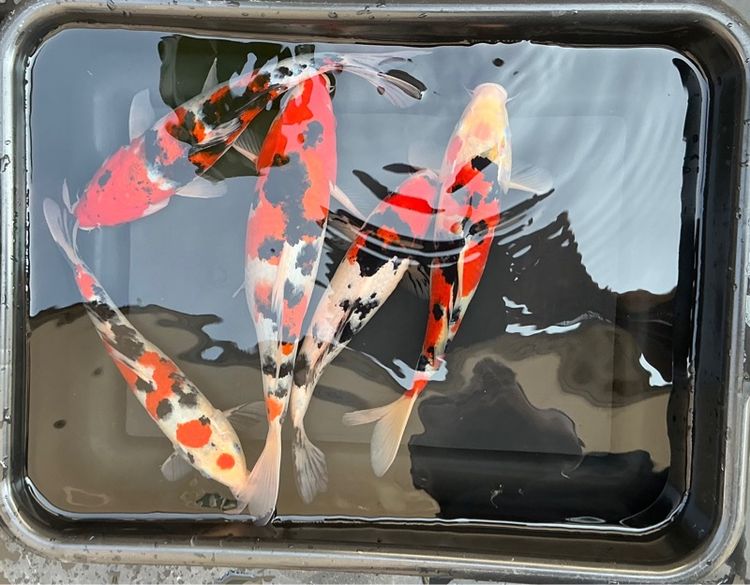 ปลาคราฟ3สี ยกชุด 5 ตัว รูปที่ 2