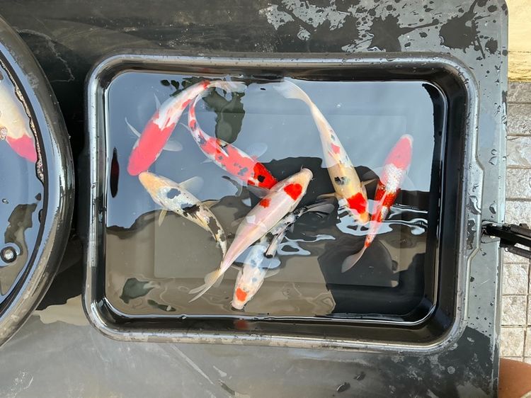 ปลาคราฟ ขนาด7นิ้วคละสีคละลาย รูปที่ 3