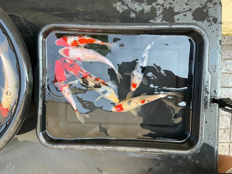 ปลาคราฟ ขนาด7นิ้วคละสีคละลาย