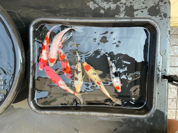 ปลาคราฟ ขนาด7นิ้วคละสีคละลาย รูปที่ 2