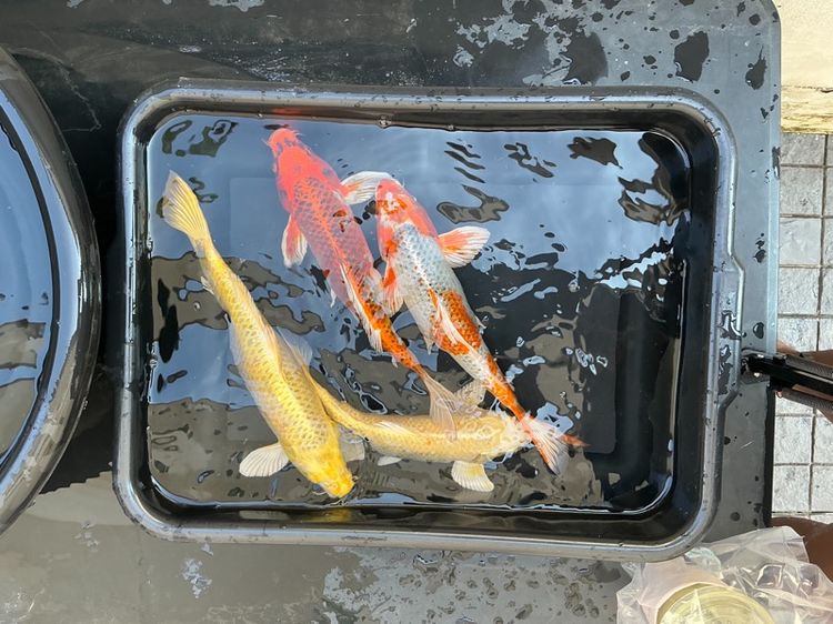 ปลาคราฟ คละสีคละลาย รูปที่ 3