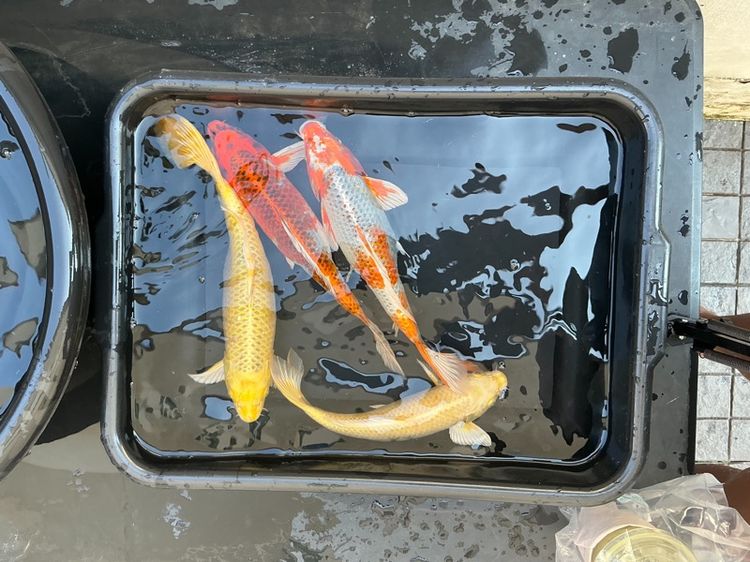 ปลาคราฟ คละสีคละลาย รูปที่ 2