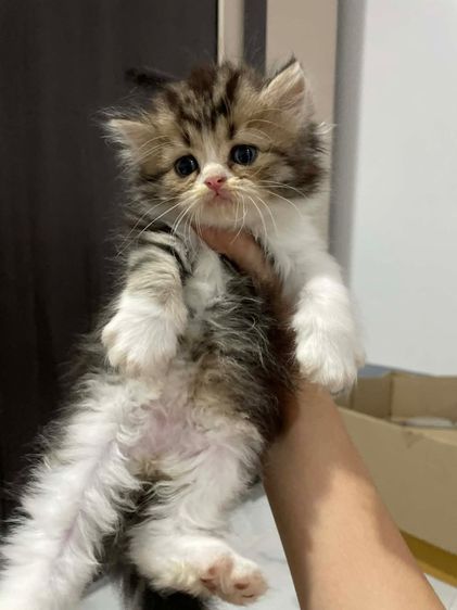 แมวสก็อตติชโฟลด์