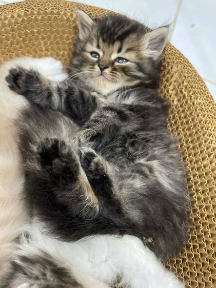 แมวสก็อตติชโฟลด์ รูปที่ 4