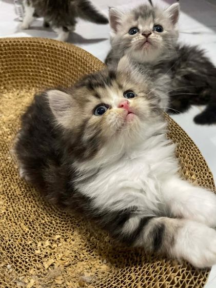 แมวสก็อตติชโฟลด์ รูปที่ 2