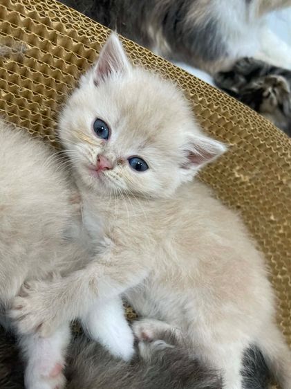 แมวสก็อตติชโฟลด์ รูปที่ 5