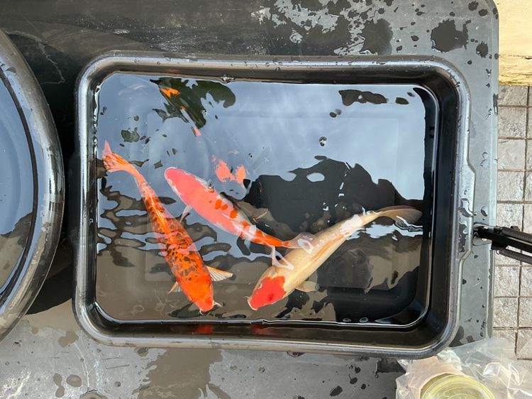 ปลาคราฟคละลายคละสี รูปที่ 2