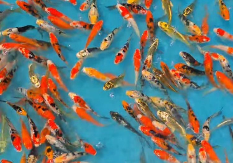 ลูกปลาคราฟ ขนาด3นิ้ว รูปที่ 2