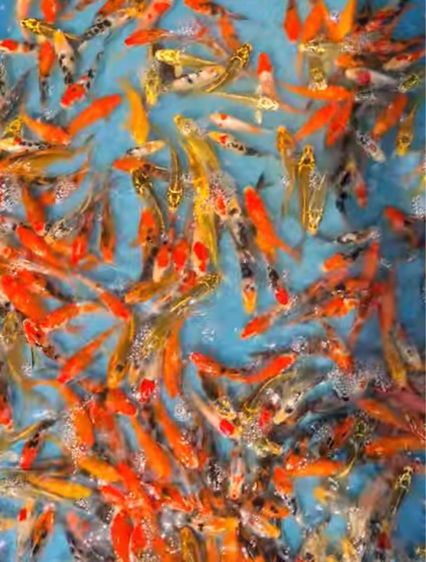 ลูกปลาคราฟ ขนาด3นิ้ว