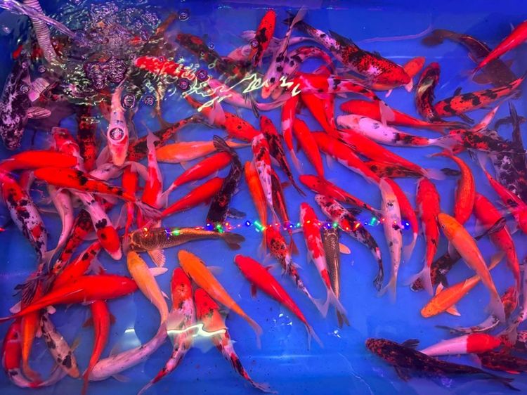 ปลาคราฟขนาด 7 นิ้ว คละสีคละลาย