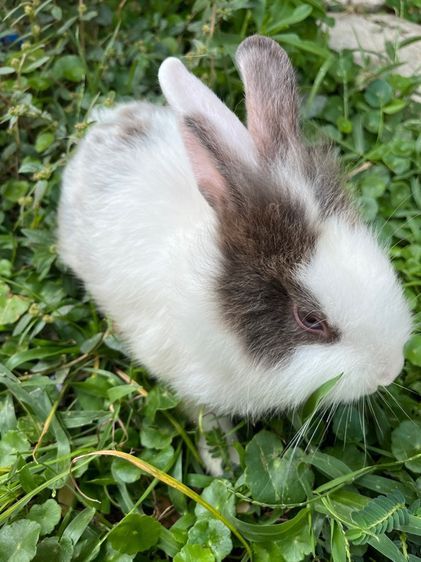 กระต่าย