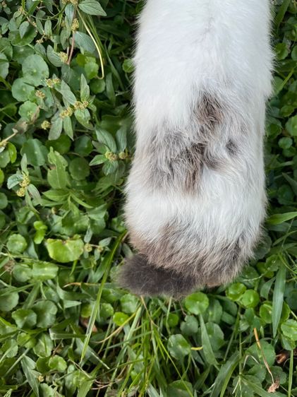 กระต่าย รูปที่ 3