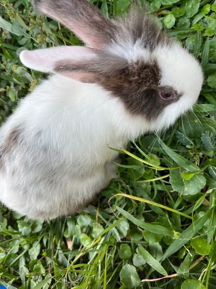 กระต่าย รูปที่ 2