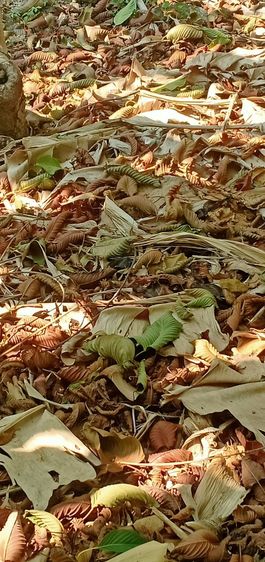 ใบกระท่อมแห้ง ใช้ทำปุ๋ยปลูกต้นไม้