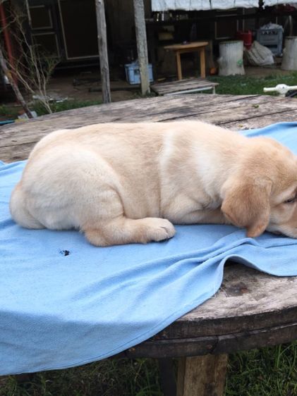 น้องลาบราดอร์สายพันธุ์แท้พ่อแม่มีใบเพทสายแชมป์น้องเป็นเด็กหญิงเฝ้าบ้านเป็นมิตรที่ดีกับคนฉลาดน่ารักฝึกสอนง่ายสนใจโทร0813643191ค่ะ รูปที่ 8