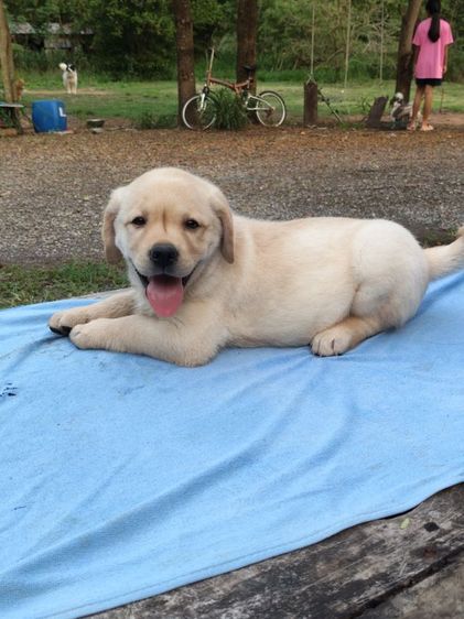 น้องลาบราดอร์สายพันธุ์แท้พ่อแม่มีใบเพทสายแชมป์น้องเป็นเด็กหญิงเฝ้าบ้านเป็นมิตรที่ดีกับคนฉลาดน่ารักฝึกสอนง่ายสนใจโทร0813643191ค่ะ รูปที่ 4