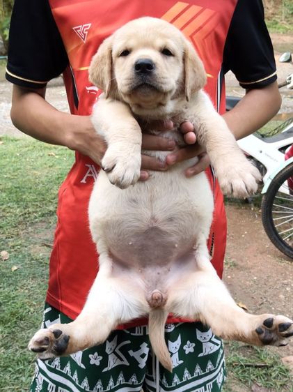 น้องลาบราดอร์สายพันธุ์แท้พ่อแม่มีใบเพทสายแชมป์น้องเป็นเด็กหญิงเฝ้าบ้านเป็นมิตรที่ดีกับคนฉลาดน่ารักฝึกสอนง่ายสนใจโทร0813643191ค่ะ รูปที่ 13