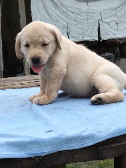 น้องลาบราดอร์สายพันธุ์แท้พ่อแม่มีใบเพทสายแชมป์น้องเป็นเด็กหญิงเฝ้าบ้านเป็นมิตรที่ดีกับคนฉลาดน่ารักฝึกสอนง่ายสนใจโทร0813643191ค่ะ รูปที่ 3